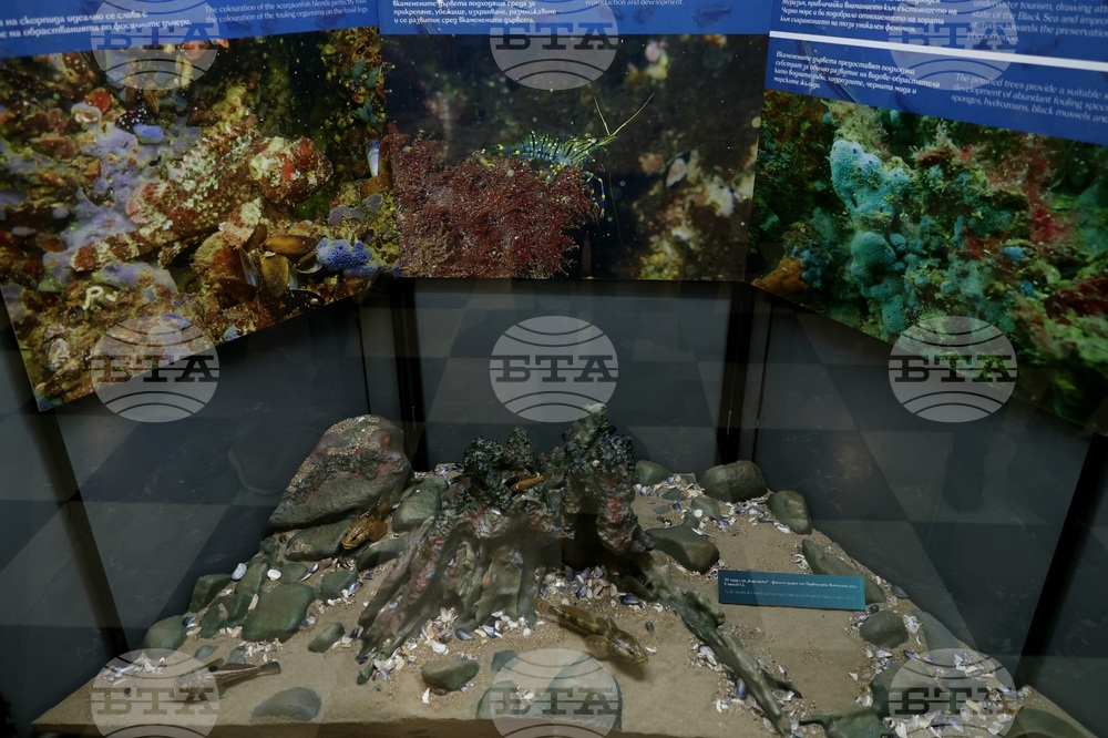 „Подводната вкаменена гора“ - изложба