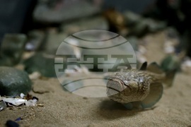 „Подводната вкаменена гора“ - изложба