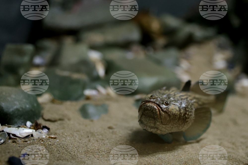 „Подводната вкаменена гора“ - изложба