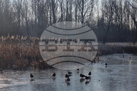 Южен парк - замръзнало езеро - птици