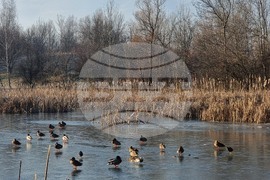Южен парк - замръзнало езеро - птици