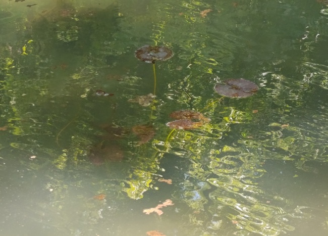 Водни лилии ще цъфтят в езерото в шуменския парк „Кьошковете“