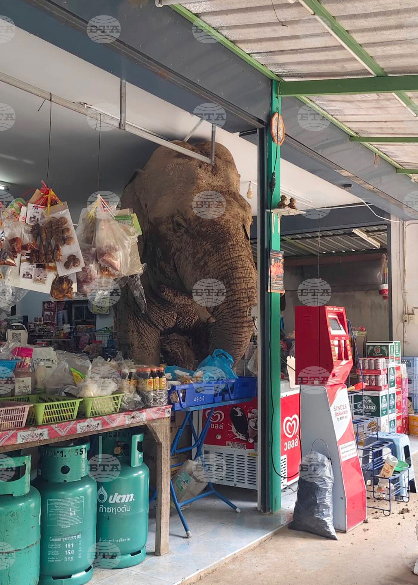 Thailand Elephant