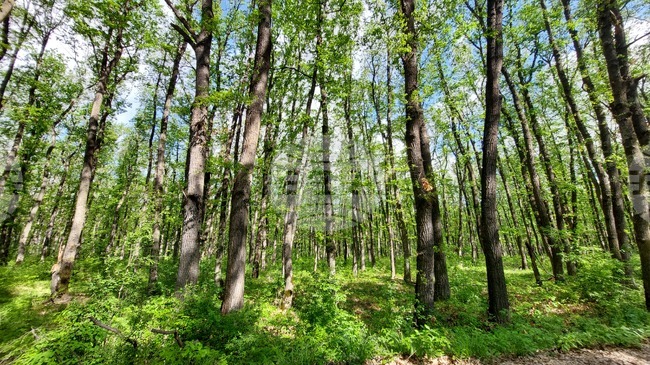 По-малко нарушения в горите на Централна Северна България през месец май отчитат от Северноцентралното държавно предприятие