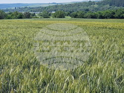 Разград - Ден на пшеницата