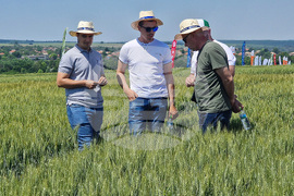 Разград - Ден на пшеницата