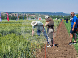 Разград - Ден на пшеницата