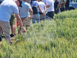 Разград - Ден на пшеницата