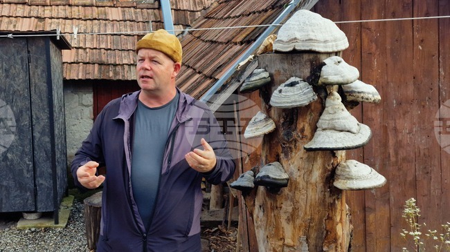 Шапки от гъби правят в Румъния; занаятът е уникален за Европа