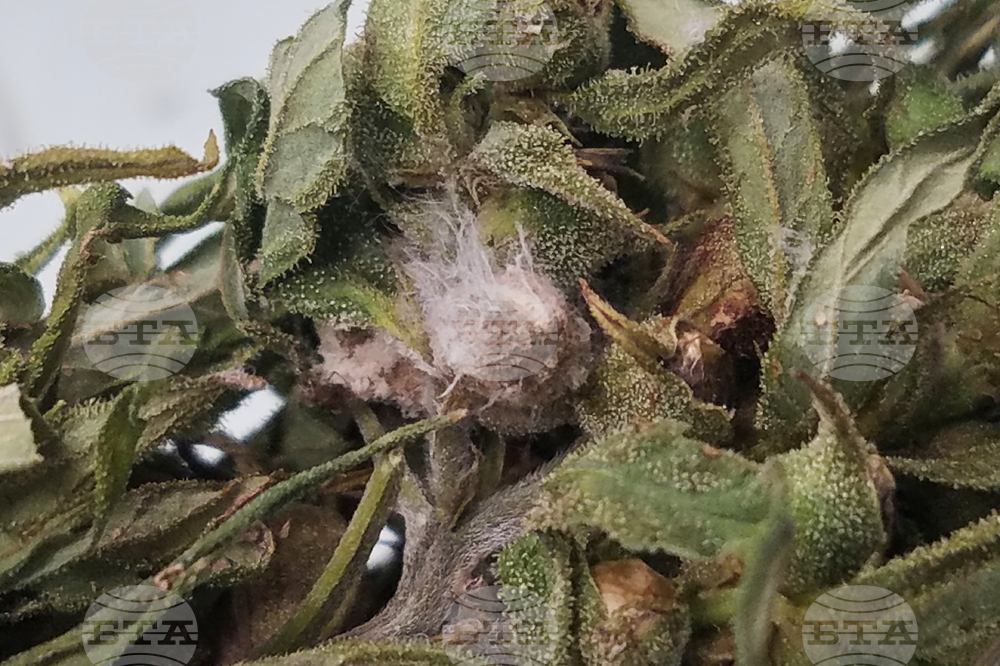 US Dangerous Fungus Explainer