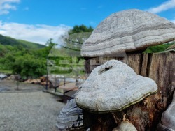 Румъния - Село Корунд - занаяти - шапки от гъби