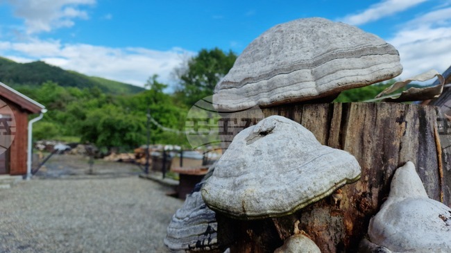 Румъния - Село Корунд - занаяти - шапки от гъби