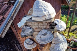 Румъния - Село Корунд - занаяти - шапки от гъби