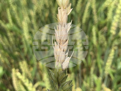 US Dangerous Fungus Explainer