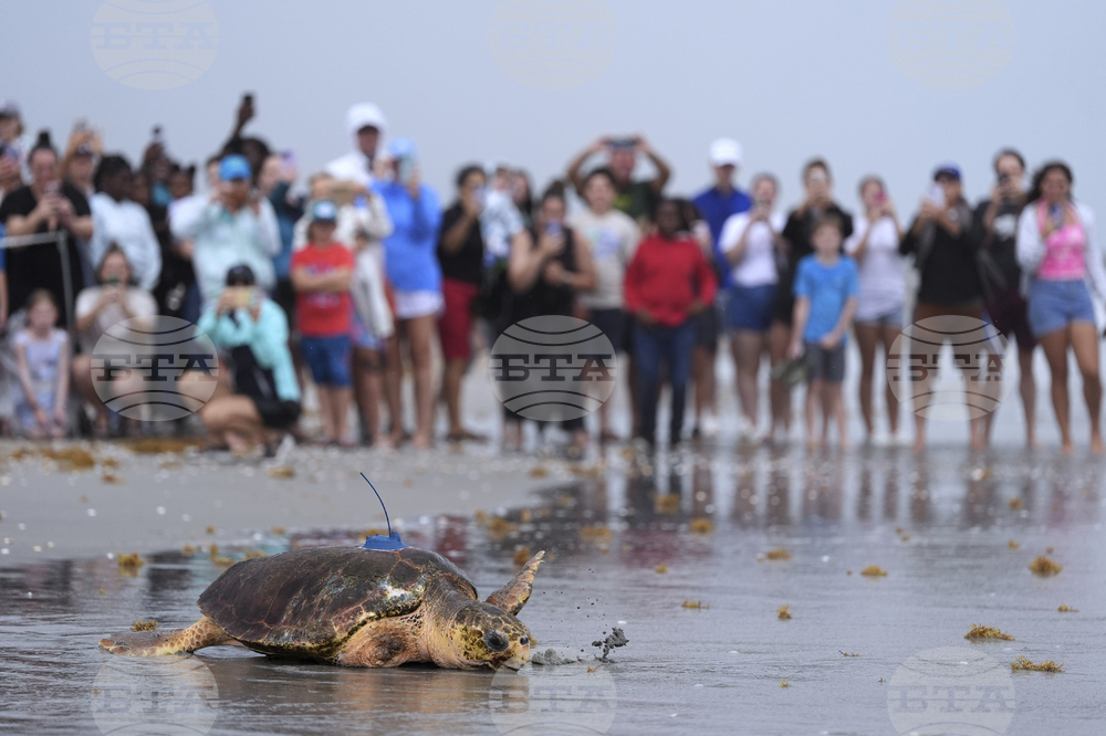 Turtle Release