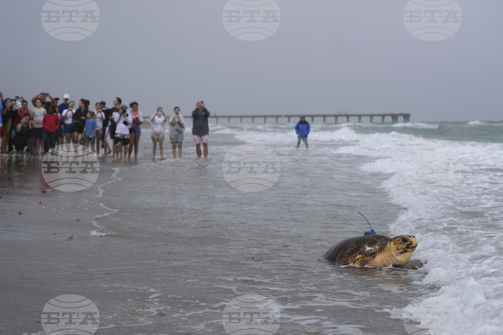 Turtle Release