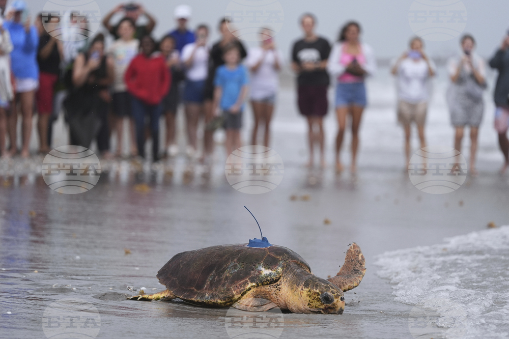 Turtle Release
