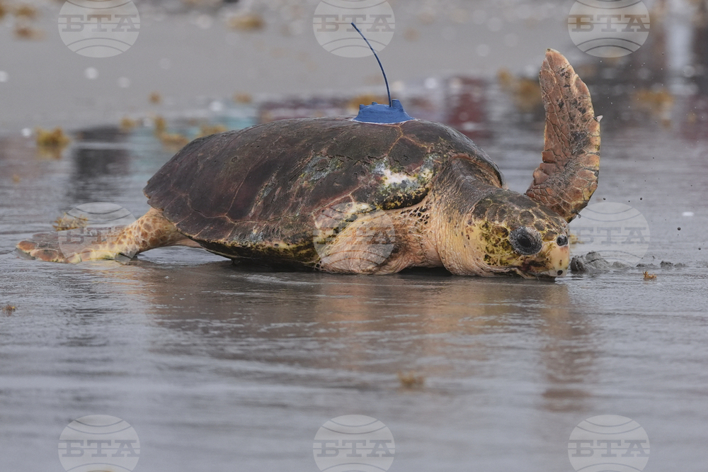 Turtle Release