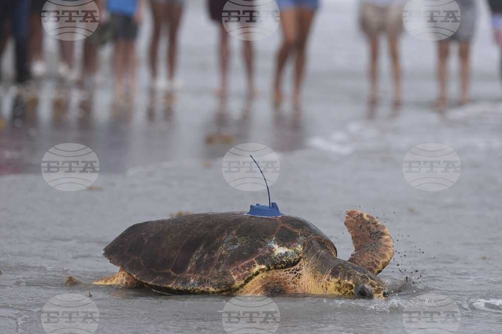 Turtle Release