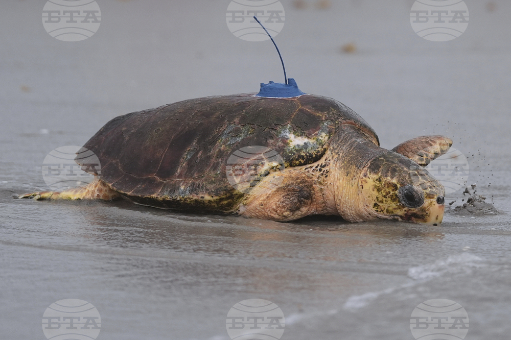 Turtle Release