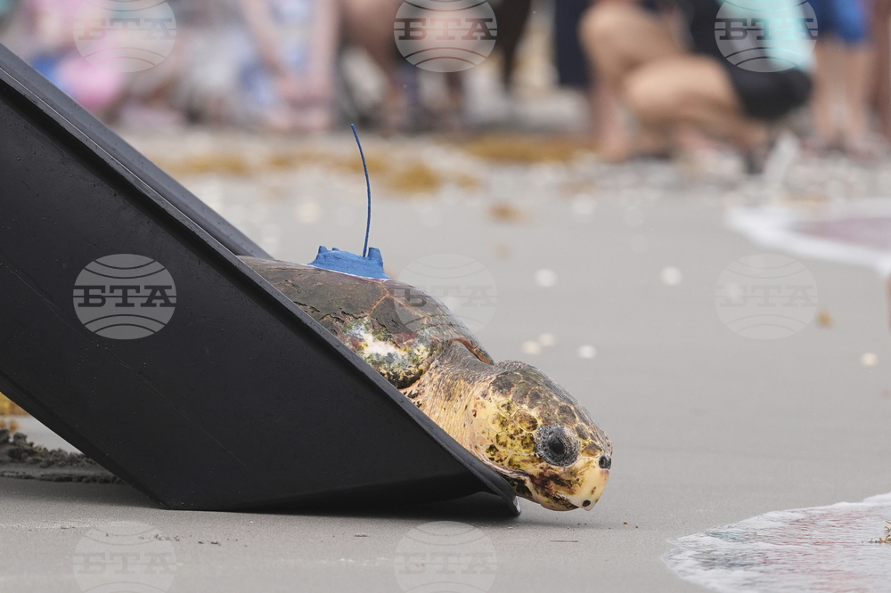 Turtle Release
