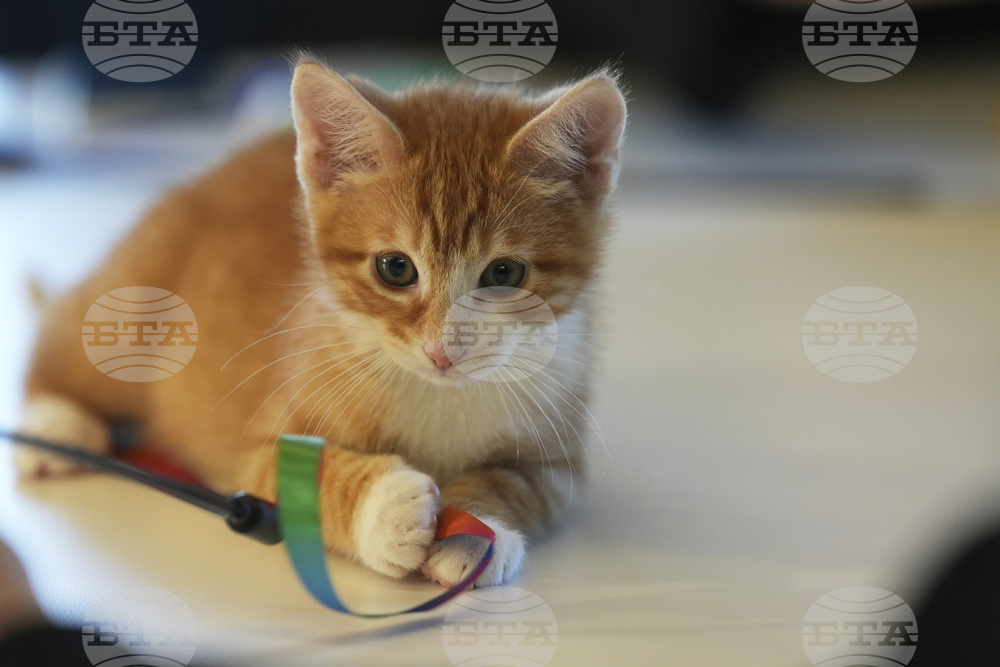 US-Kitten Season