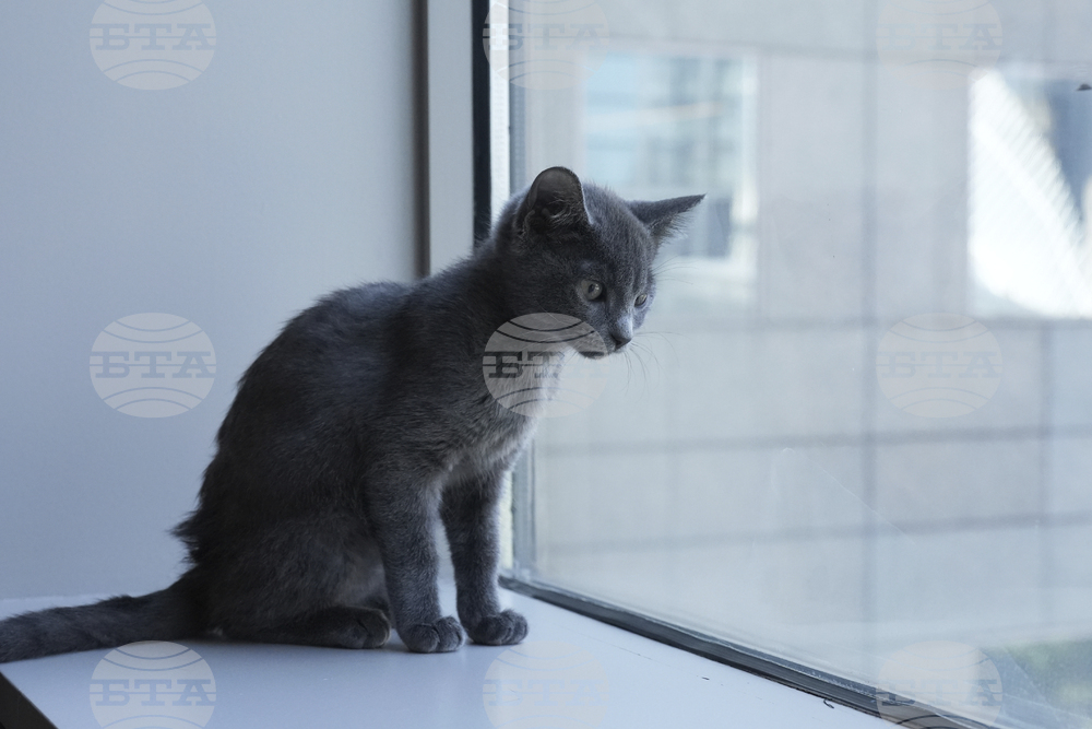 US-Kitten Season