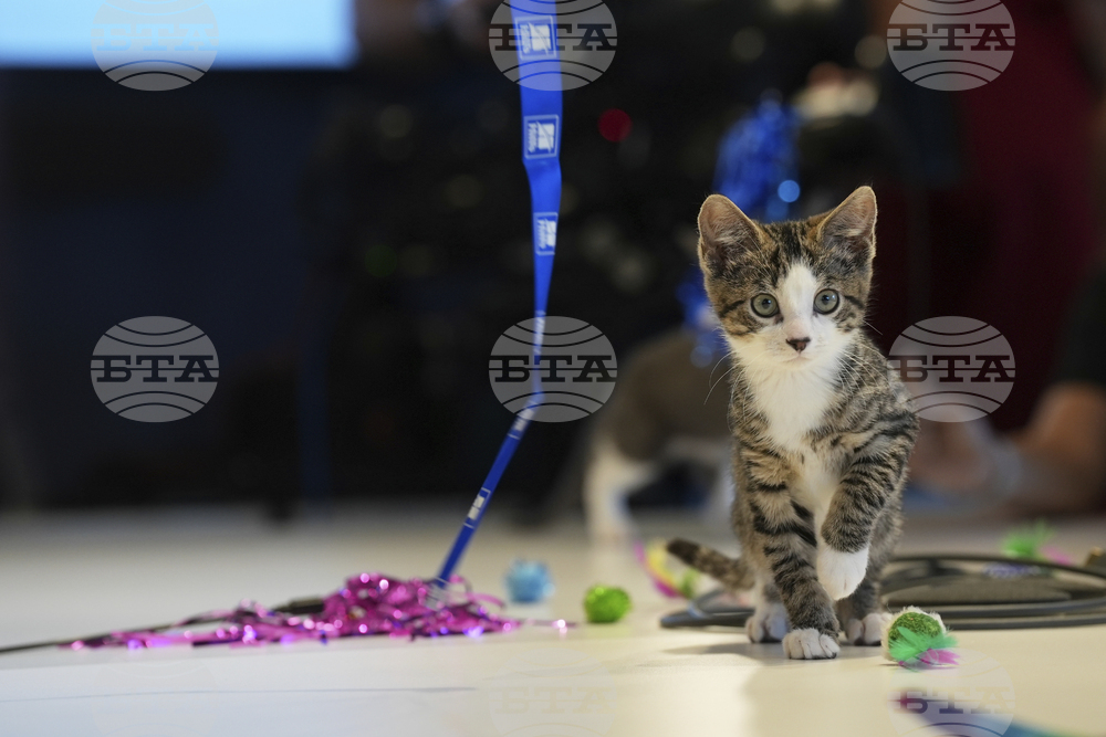 US-Kitten Season
