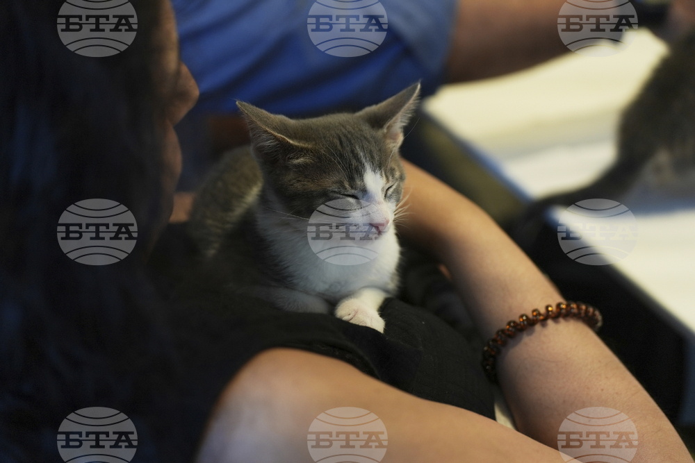 US-Kitten Season
