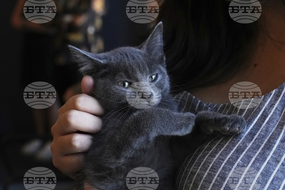 US-Kitten Season