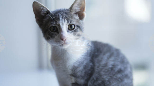 Котенце оцеля след едноседмично пътуване в камион от Турция до Германия без вода и храна