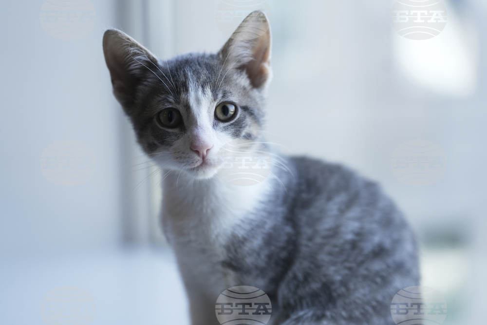 US-Kitten Season