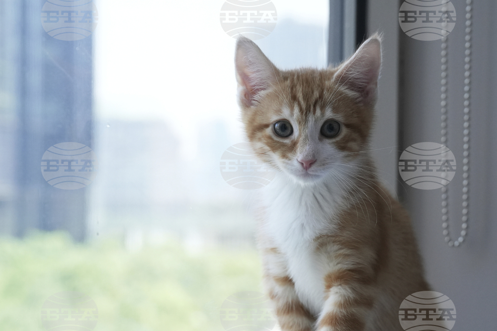 US-Kitten Season