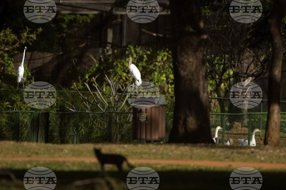 Brazil Bird Flu