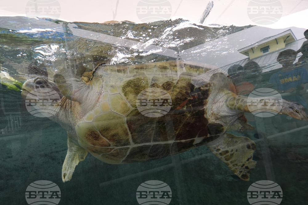 Turtle Rescue