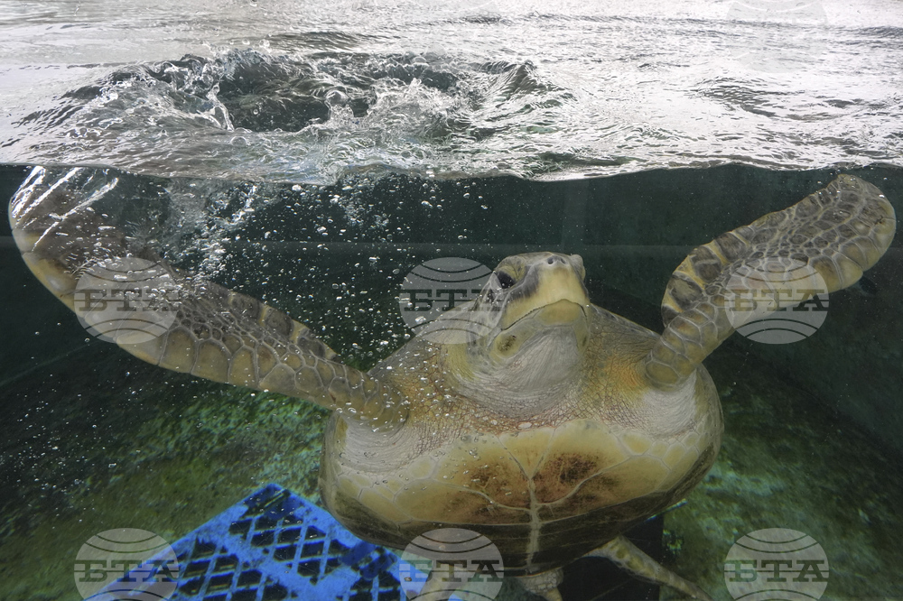 Turtle Rescue