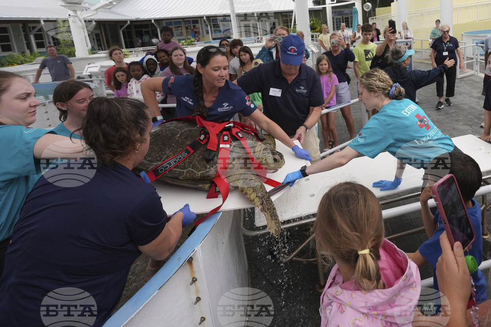 Turtle Rescue