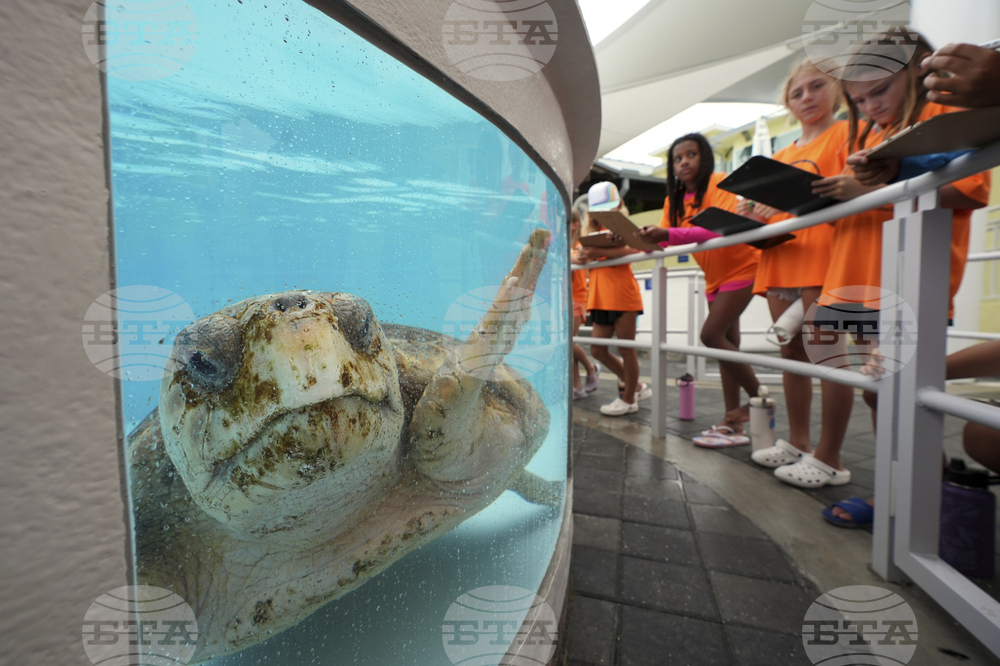 Turtle Rescue