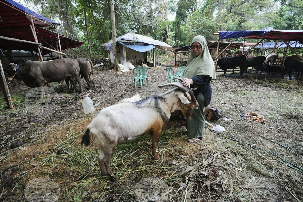 Indonesia Eid al-Adha Photo Gallery