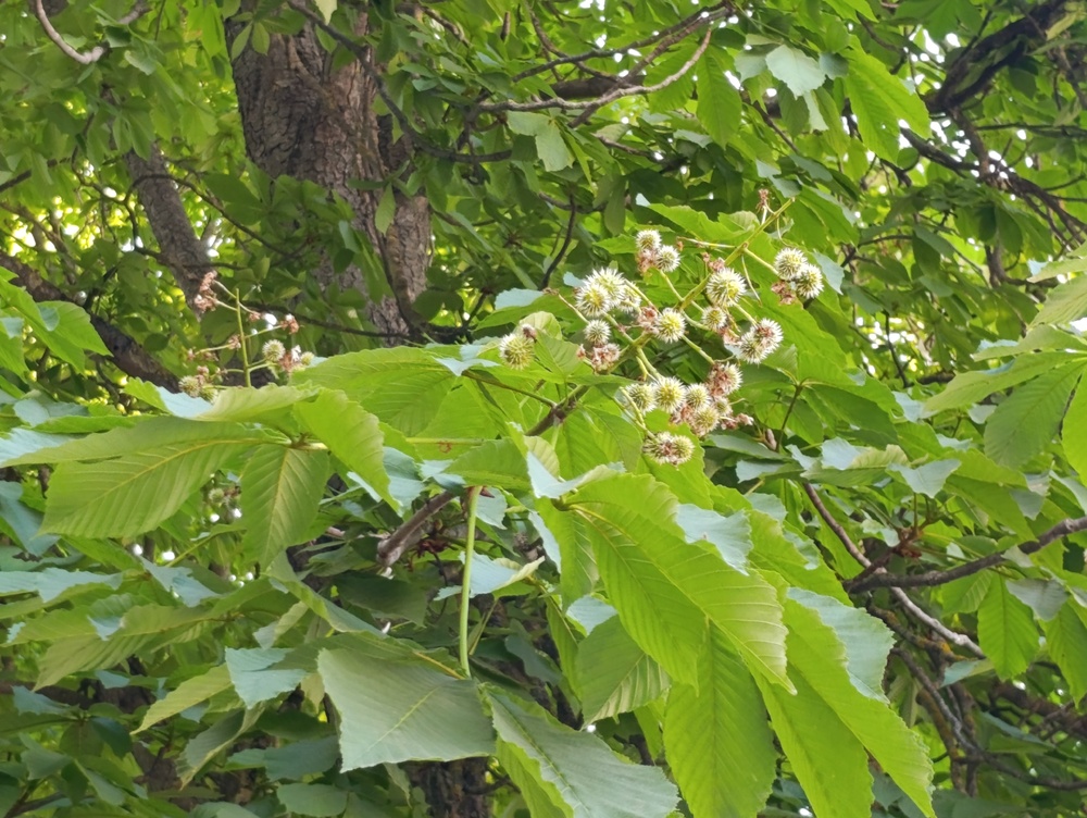Започва превантивно третиране на кестените в Шумен срещу кестенов молец