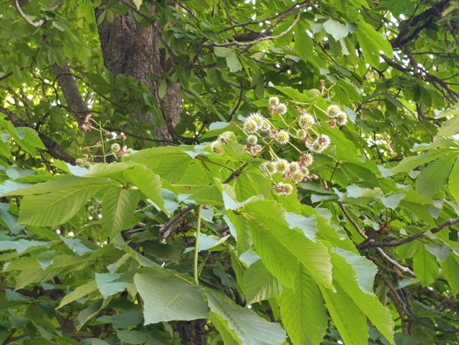 Започва превантивно третиране на кестените в Шумен срещу кестенов молец