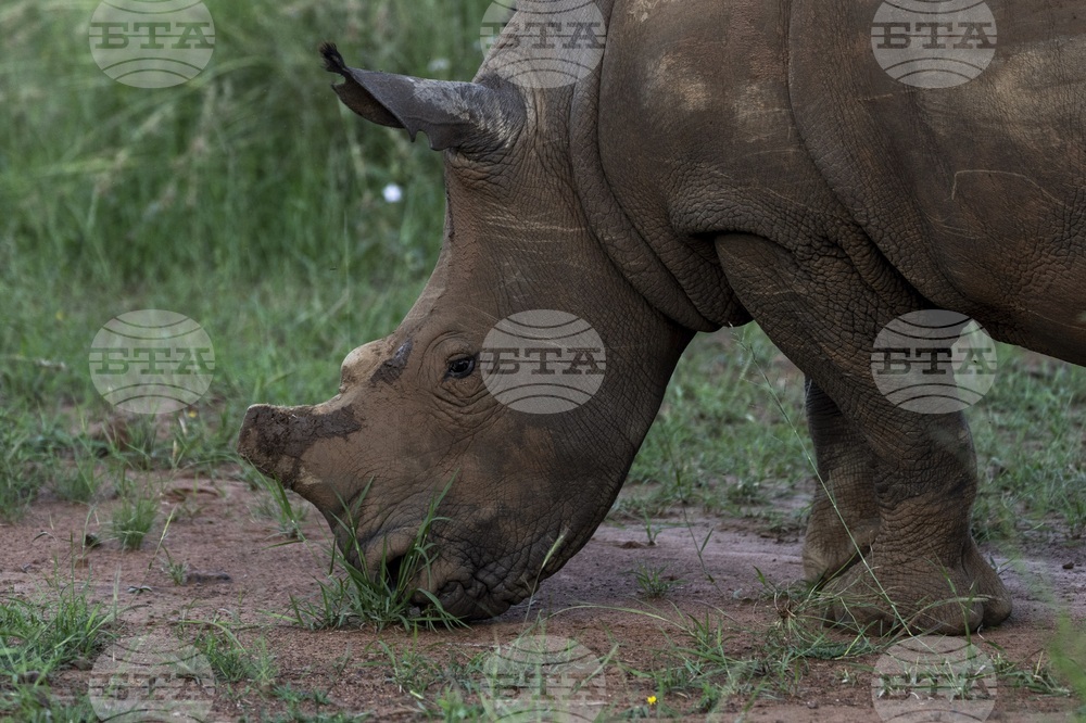 South Africa De-horning Rhinos