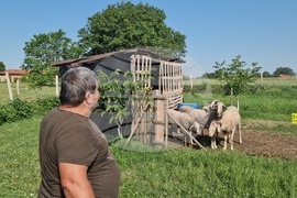 Разград - Курбан байрам - село Дянково