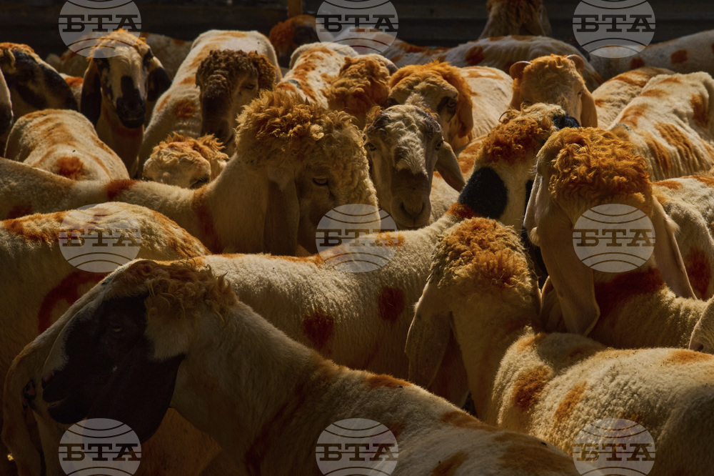 India Kashmir Eid al Adha