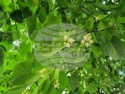 Търговище - липи - цъфтеж