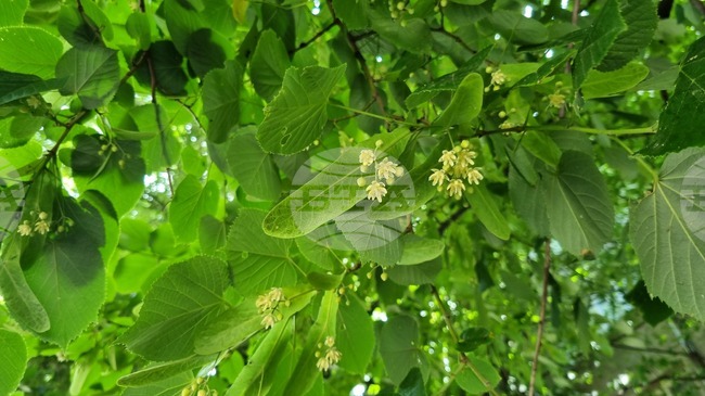 В сезона на цъфтежа на липите кметът на Търговище издаде заповед за забрана на брането на липов цвят