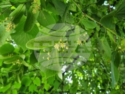 Търговище - липи - цъфтеж