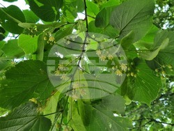 Търговище - липи - цъфтеж