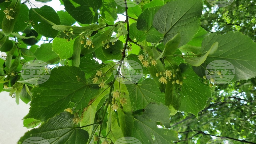 Targovishte Bans Linden Blossom Harvesting