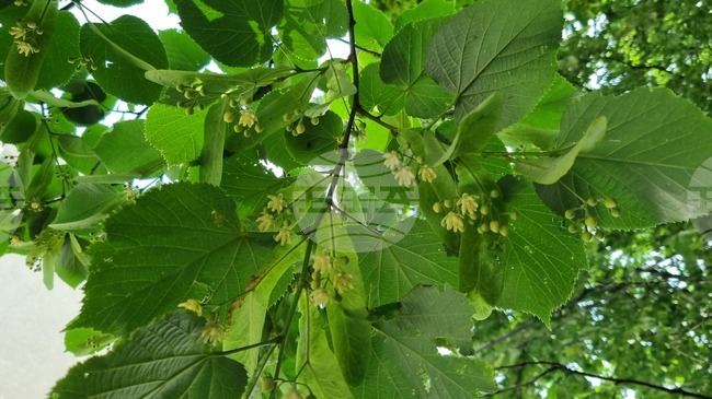 Targovishte Bans Linden Blossom Harvesting